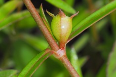 Candidate B - Fruit photo